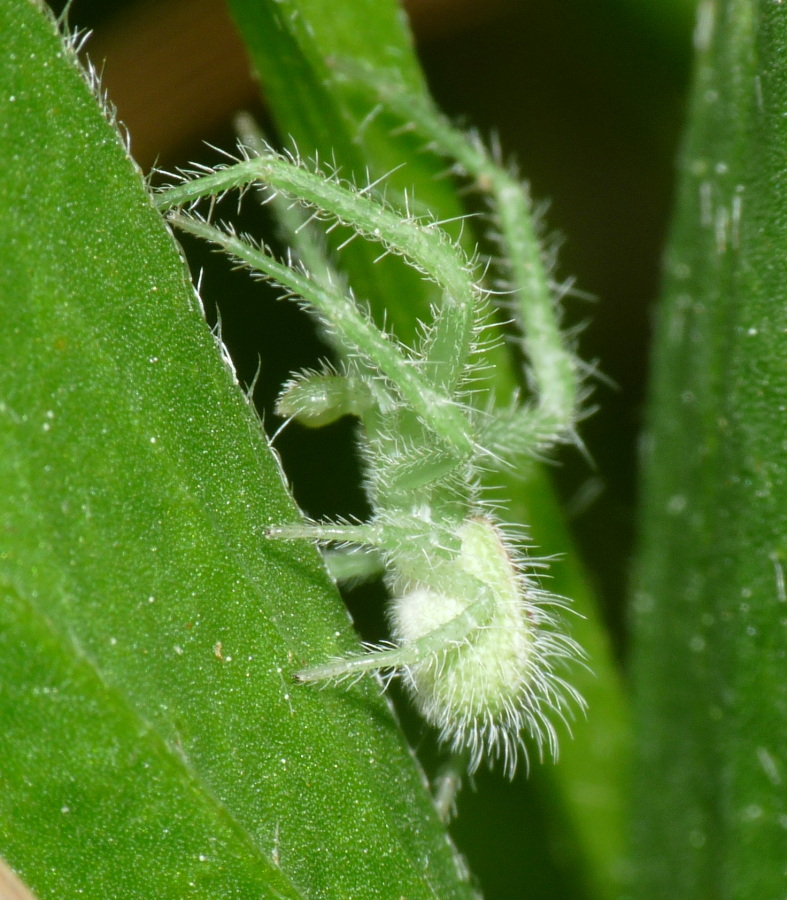 Heriaeus sp.